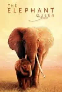 ดูหนังออนไลน์ The Elephant Queen (2019) อัศจรรย์ราชินีแห่งช้าง